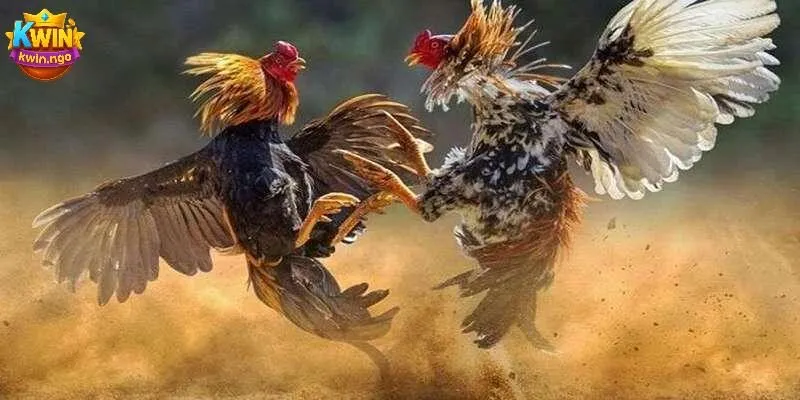 Cách xem ngày đá gà theo lịch âm chính xác nhất